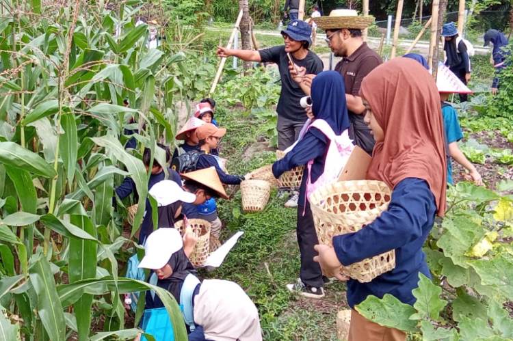 Murid SD Islam Al Azhar 55 Internasional Panen Jagung Pulut di Lab Alam Asram Edupark