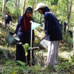 Telkomsel Jaga Bumi, Tanam 2.000 Pohon Kopi di Waduk Sermo