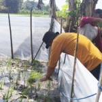 Trap Barrier System Jadi Andalan, UPN “Veteran” Yogyakarta Perkuat Pengendalian Hama Tikus di Sedayu