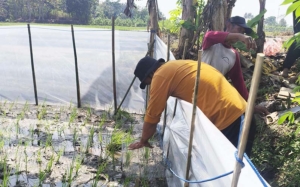 Trap Barrier System Jadi Andalan, UPN “Veteran” Yogyakarta Perkuat Pengendalian Hama Tikus di Sedayu