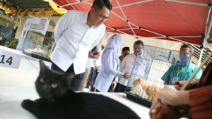 Tak Boleh Lengah Soal Status Bebas Rabies, Sleman Vaksinasi 340 Anabul Gratis